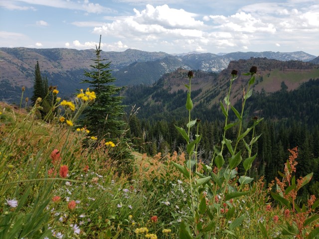 Wildflowers on mountain top near oakridge oregon.