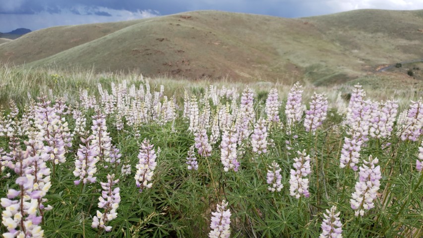 wildflowers near bend oregon desert for tinkerlytics