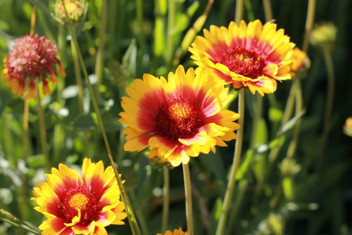 wildflowers in my front yard - Tinkerlytics, Bend Oregon